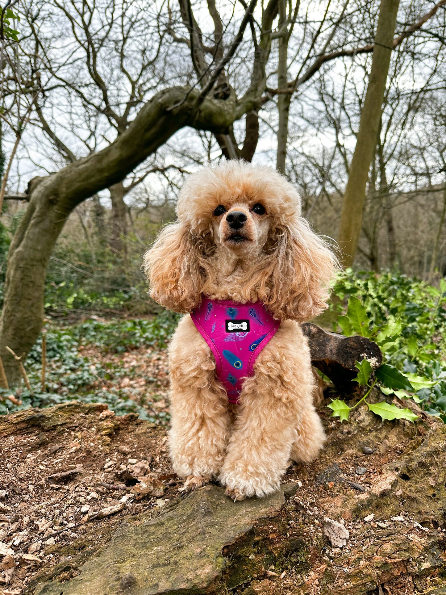 Peacock Power Adjustable Dog Harness - hot pink peacock feather dog harness