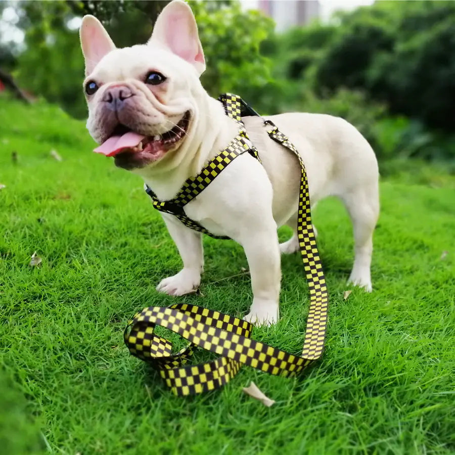 Pet Dog Harness with Checkered Design and Leash