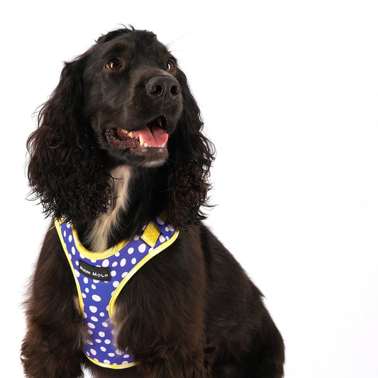 The Minnie Mesh Harness
