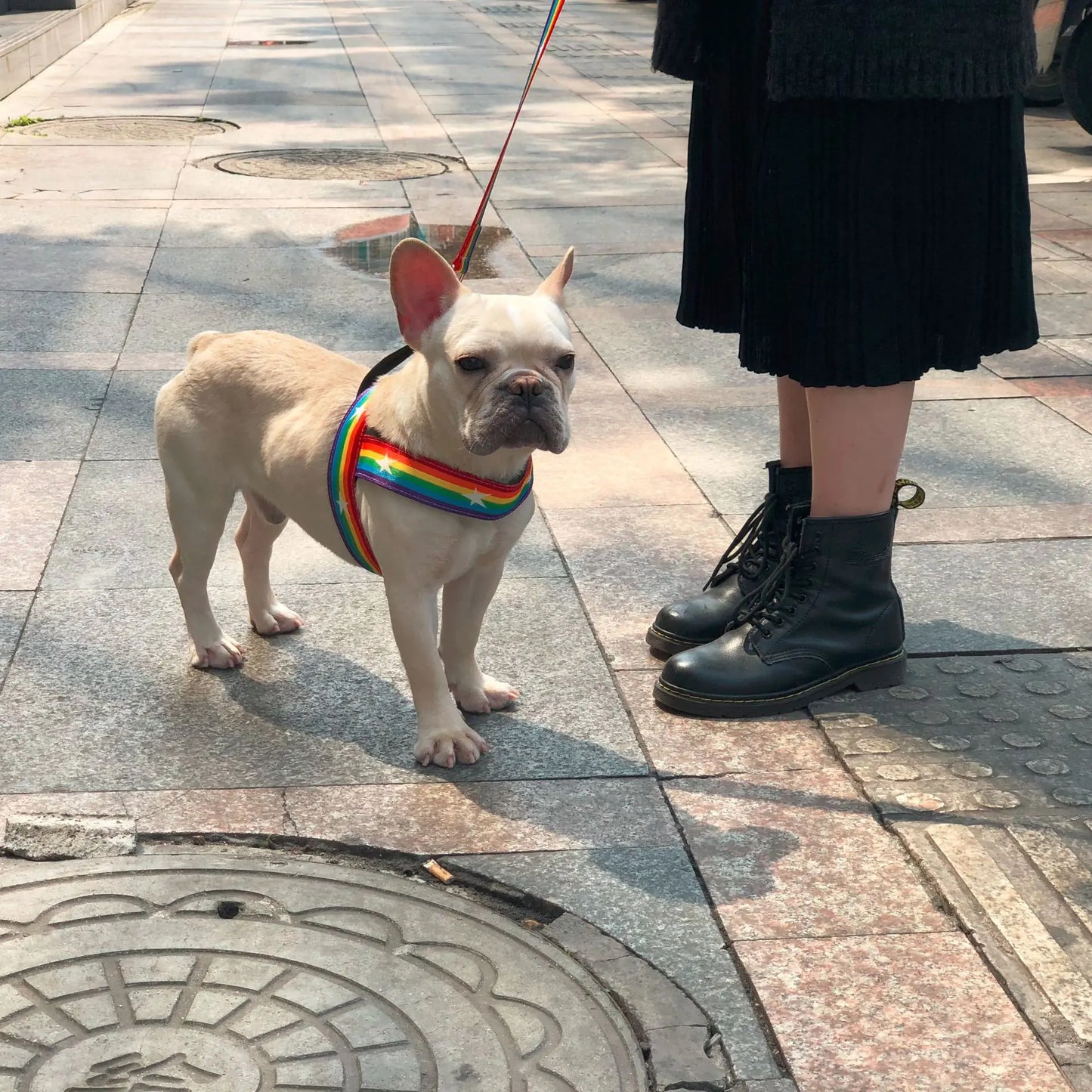 Cool Rainbow Dog Leash with Harness for Various Breeds