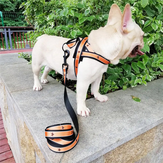 Star Pattern Harness and Leash for Medium to Large Dogs