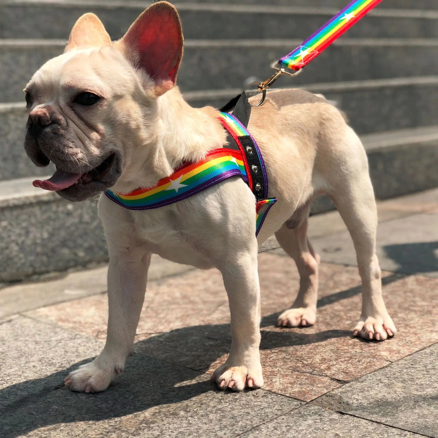Cool Rainbow Dog Leash with Harness for Various Breeds