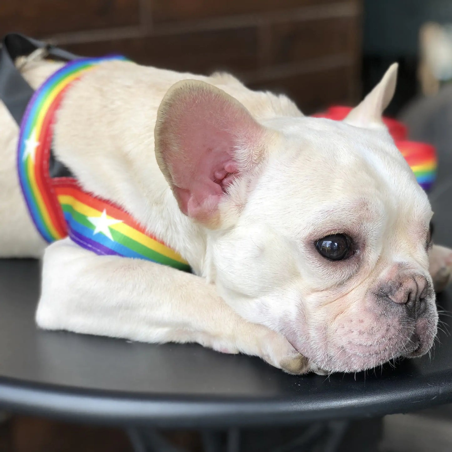 Cool Rainbow Dog Leash with Harness for Various Breeds